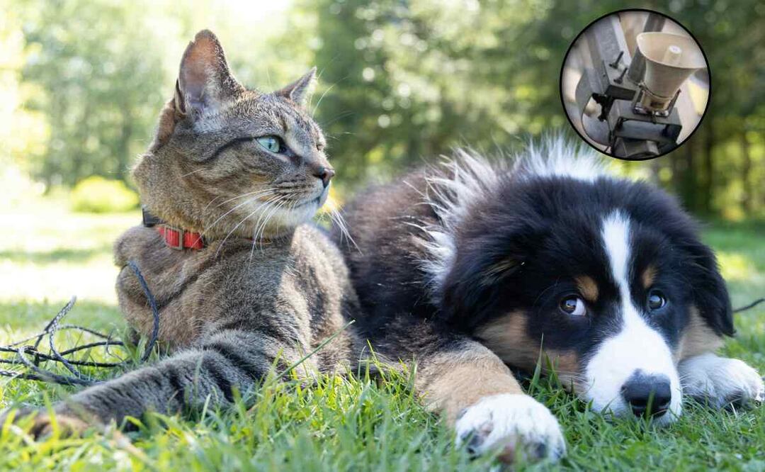 Cómo cuidar a tus mascotas durante la alarma sísmica / Foto: Especial