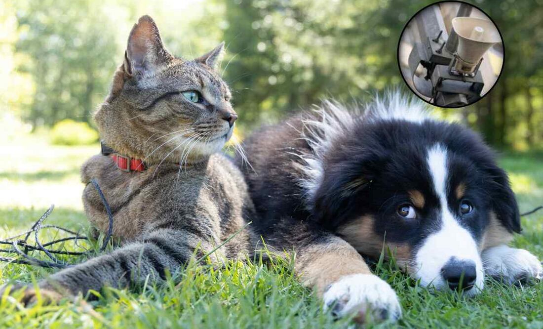 Cómo cuidar a tus mascotas durante la alarma sísmica / Foto: Especial