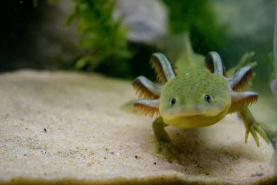 Día Nacional del Ajolote: 5 lugares donde puedes verlos