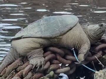 Video: "Chonkosaurus", una tortuga mordedora de Chicago se vuelve viral