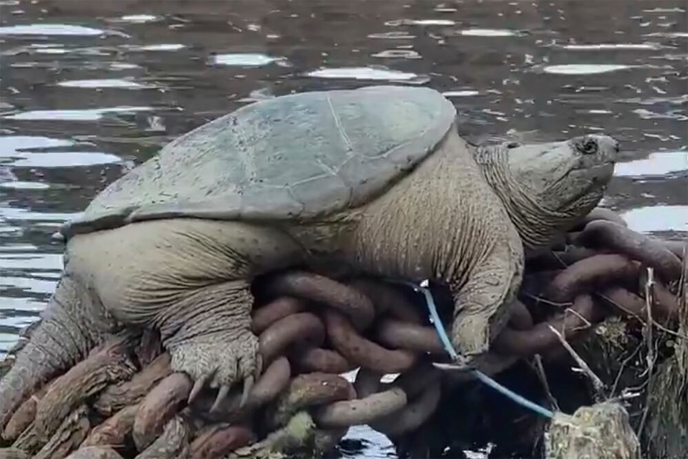 Esta foto proporcionada por Joey Santore muestra una tortuga mordedora relajándose junto al río Chicago. Las imágenes se han vuelto virales después de que Joey Santore, quien filmó al reptil bien alimentado, se maravilló de su tamaño y lo apodó "Chonkosaurus". Foto: AP
