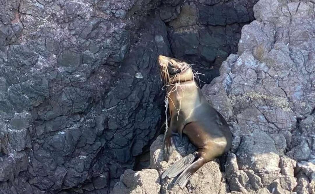 Autoridades ambientales mantienen labores de seguimiento para dar con el paradero del lobo marino y concretar el operativo de liberación de la red que mantiene al ejemplar en riesgo. Foto: Especial