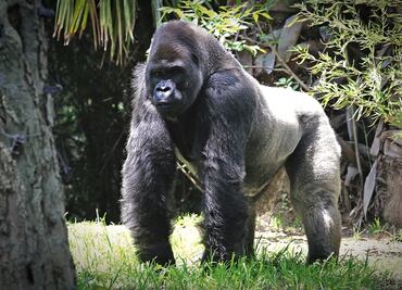 Exonera Profepa a zoológicos de muerte de gorila Bantú