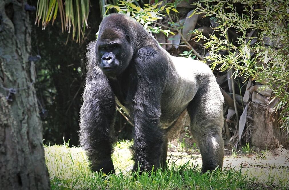 Gorila Bantú en el Zoológico de Chapultepec. Foto: Archivo/EL UNIVERSAL