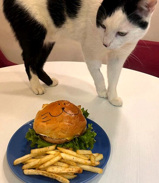 Catfecito. Foto: Instagram