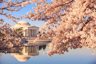Qué hacer en Washington DC en temporada de cerezos