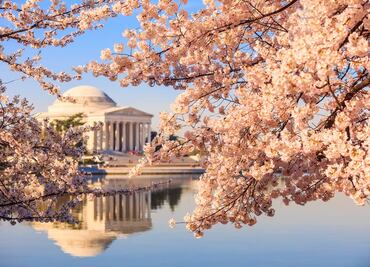 Qué hacer en Washington DC en temporada de cerezos