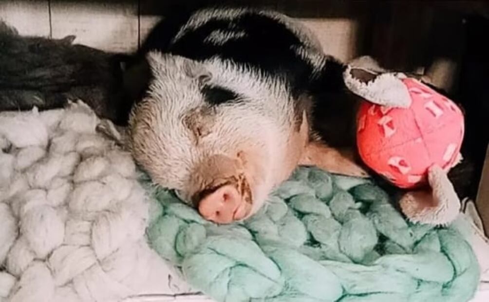 Denuncian a hombre que adoptó a una cerdita como mascota y la hizo a la parrilla con sus amigos