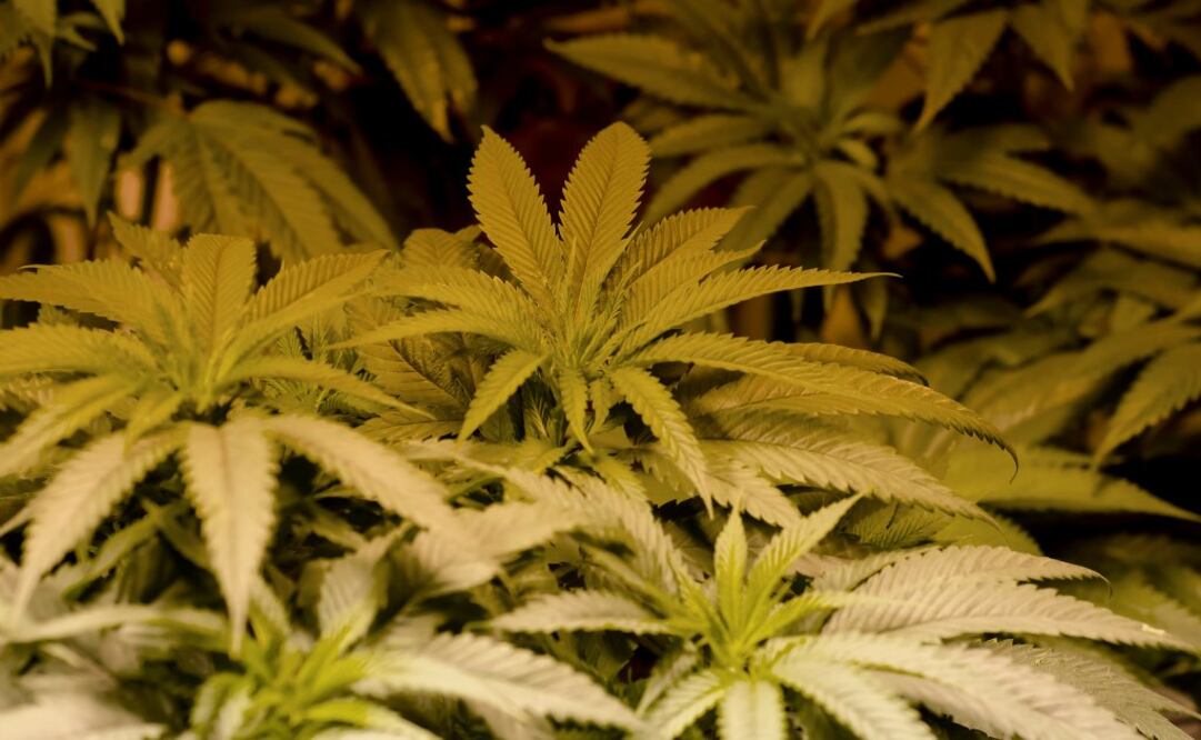 Oregon es el cuarto estado en permitir el uso recreativo de la marihuana. (Foto: Brett Levin)