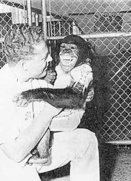 Ham, el primer chimpancé que viajó al espacio hace 60 años