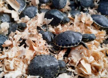 Profepa resguarda 320 tortugas pavo real; eran trasladadas irregularmente en autobús de pasajeros en la México-Puebla