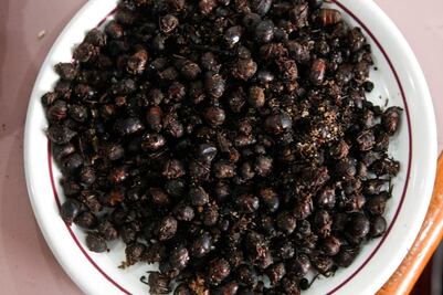 Chicatanas, una delicia de temporada para salsas y moles