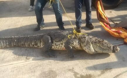 Capturan a cocodrilo de 2.5 metros que caminaba en calles de Ciudad Madero
