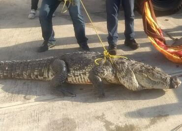 Capturan a cocodrilo de 2.5 metros que caminaba en calles de Ciudad Madero