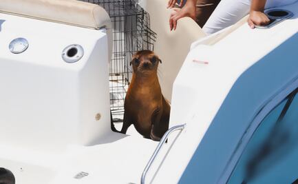 Loba marina bebé regresa al mar a dos meses de ser rescatada; Profepa la libera en aguas de Baja California