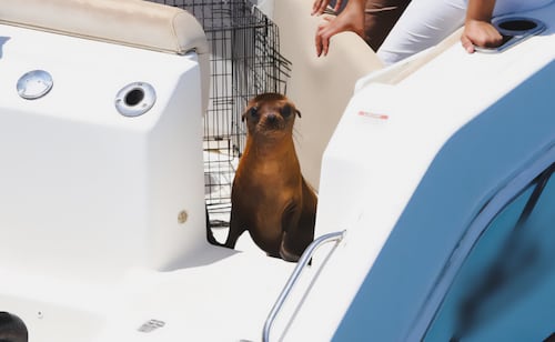 Loba marina bebé regresa al mar a dos meses de ser rescatada; Profepa la libera en aguas de Baja California