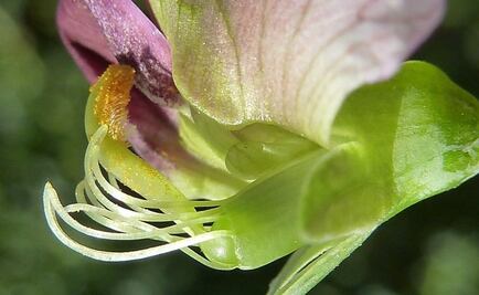 Las plantas "escuchan" para encontrar fuentes de agua