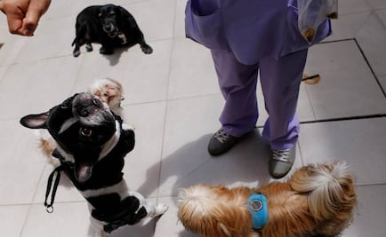 En breve, inauguración de hospital veterinario de la CDMX: Mancera
