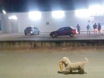 Comercios premian al perro 'saqueadorcito'