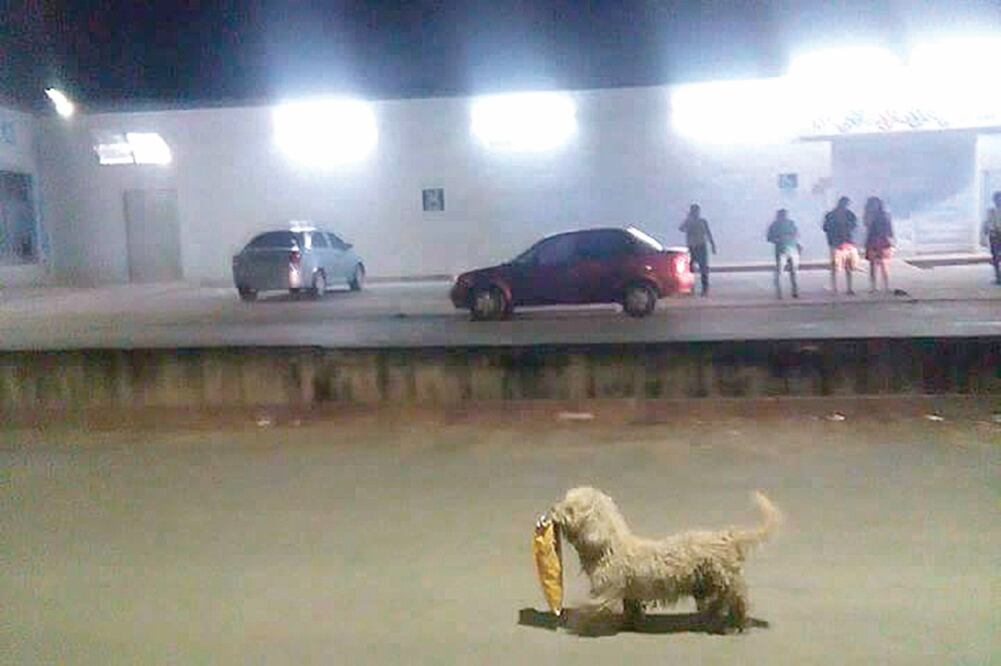 Como los XV de Rubí... La imagen del perro que aprovecha los saqueos para llevarse una bolsa de papas se volvió viral en Facebook (CORTESÍA)