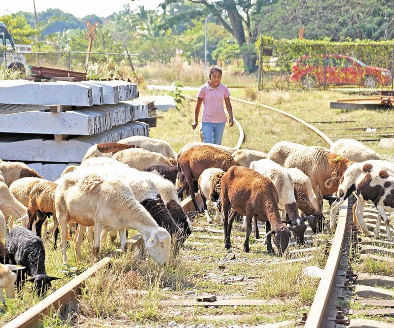 En la primera etapa del proyecto las afectaciones a la vegetación serán mínimas, según información de la Manifestación de Impacto Ambiental. FOTOS: EDWIN HERNÁNDEZ. EL UNIVERSAL