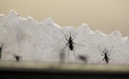 U.S. urges waiting period before conception after Zika infection