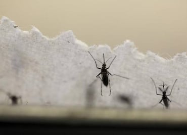U.S. urges waiting period before conception after Zika infection