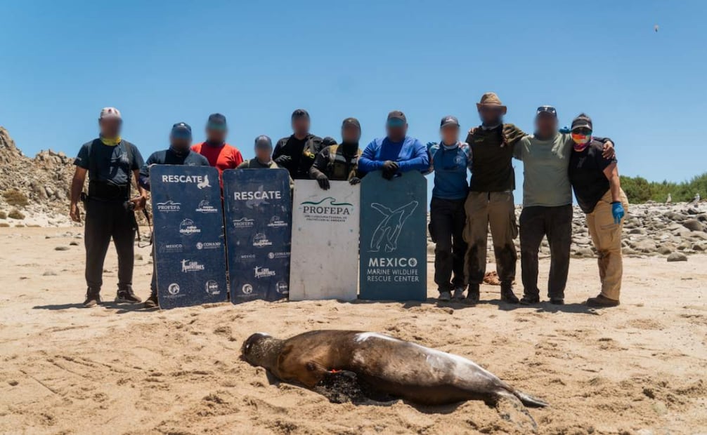 Profepa libera 19 lobos marinos enmallados en Baja California (02/06/2026). Foto: Profepa