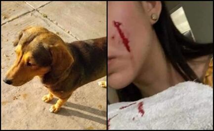 Las dos versiones del caso "Rodolfo Corazón", el perrito asesinado con un hacha en Los Mochis