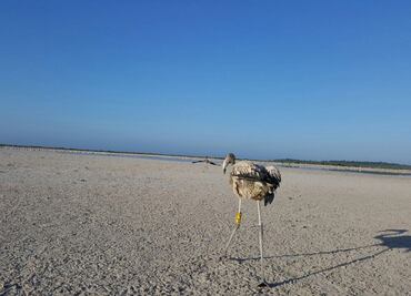 Profepa revisa reserva en Yucatán por denuncia de tala de árboles