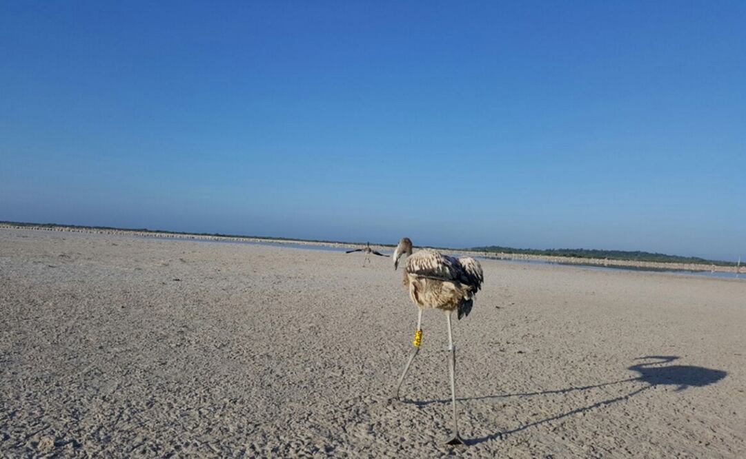 Reserva Ría Lagartos (Foto: Archivo El Universal)