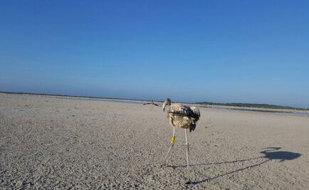 Profepa revisa reserva en Yucatán por denuncia de tala de árboles