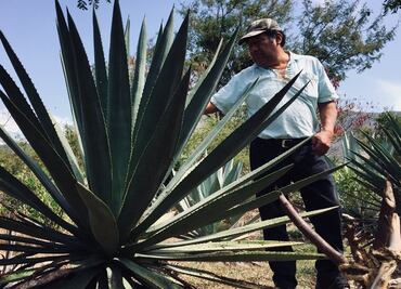 Conoce las amenazas que enfrentan los agaves mexicanos