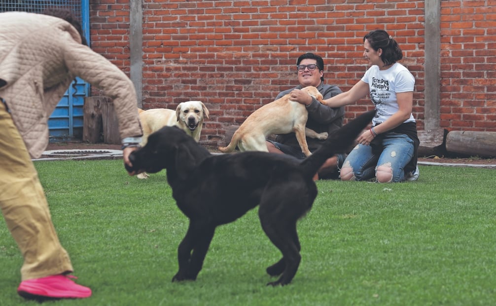 Actualmente, alrededor de 60 perros se encuentran en distintas etapas de entrenamiento en la escuela. Foto: Fernanda Rojas/ EL UNIVERSAL