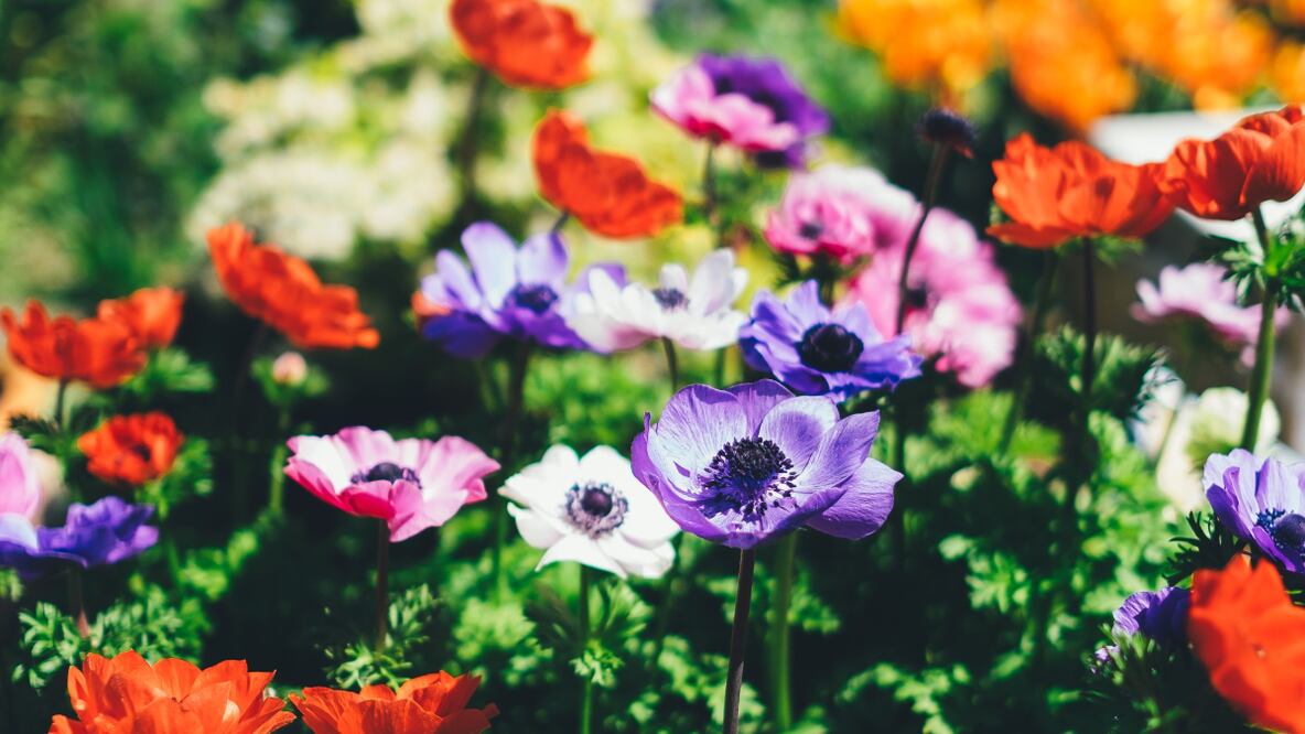 Fuente: Unsplash / Annie Spratt