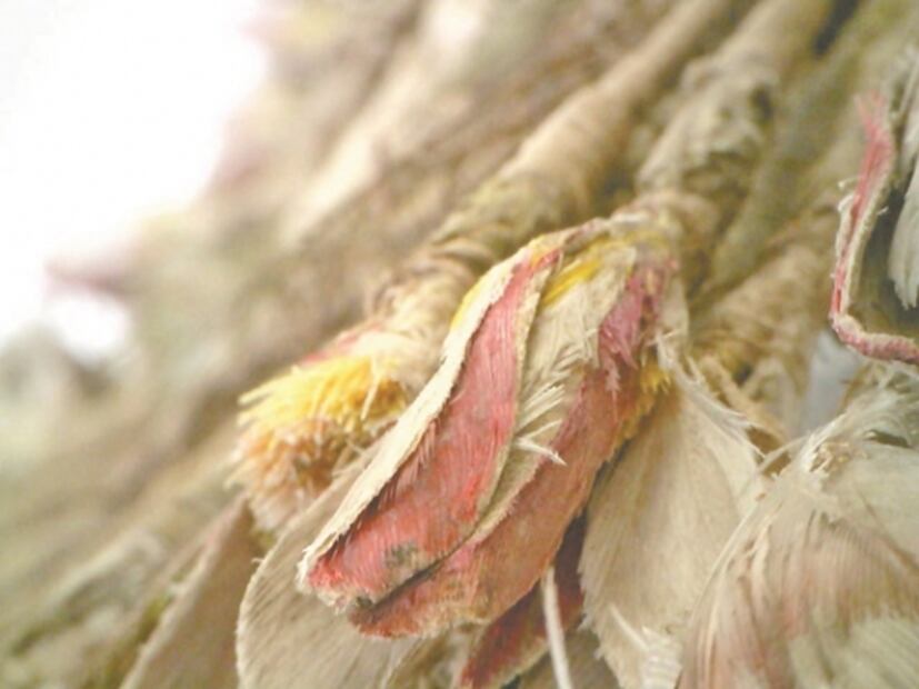 "Penacho de Cuauhtémoc" en tela de juicio; lo estudian expertos de México y Francia