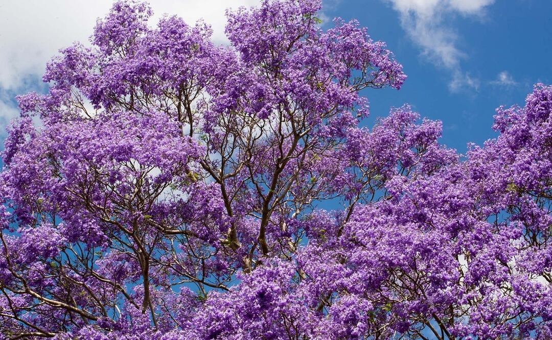 Unos árboles jacarandás en flor. Foto: Ilustrativa. Pixabay
