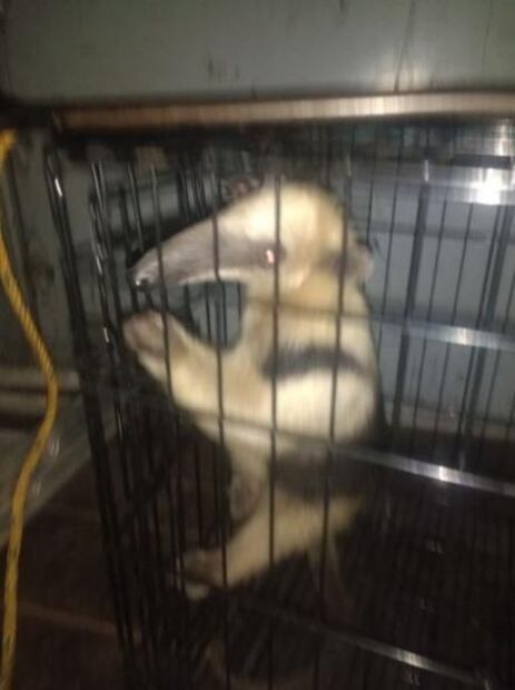 Video. Rescatan a oso hormiguero en calles de Tepito