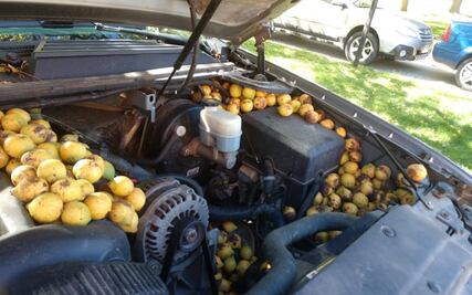 Ardillas esconden más de 100 kilogramos de nueces en una camioneta