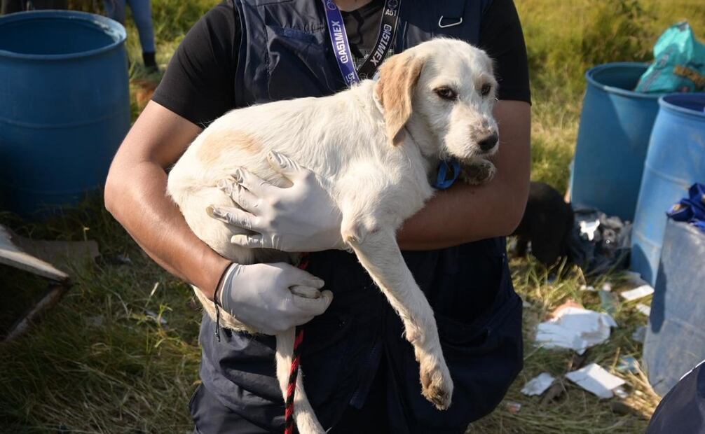 Rescate de perritos del Refugio Franciscano; los animales serán trasladados a espacios seguros informa Clara Brugada.
Foto: Especial.