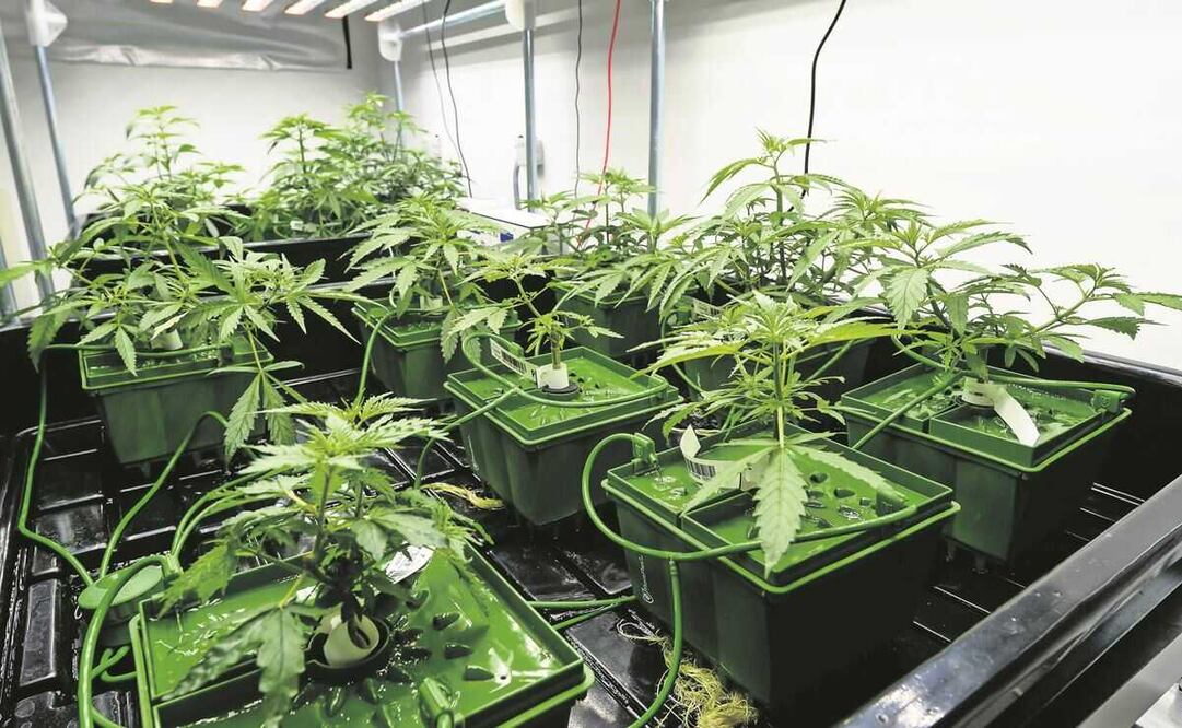 Sin consenso, dictamen de Ley Federal de Regulación de Cannabis: Monreal