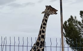 Muere jirafa reticulada en el Zoológico de León; investigan accidente ocurrido en su área de exhibición