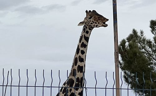 Muere jirafa reticulada en el Zoológico de León; investigan accidente ocurrido en su área de exhibición