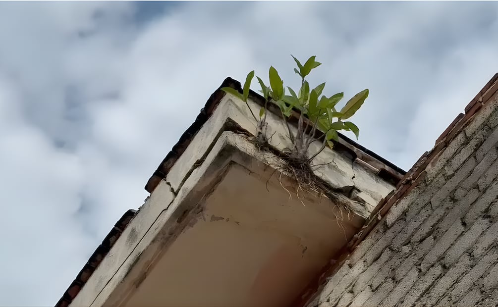 El techo de la institución se encuentra en condiciones críticas. | Foto: Especial.