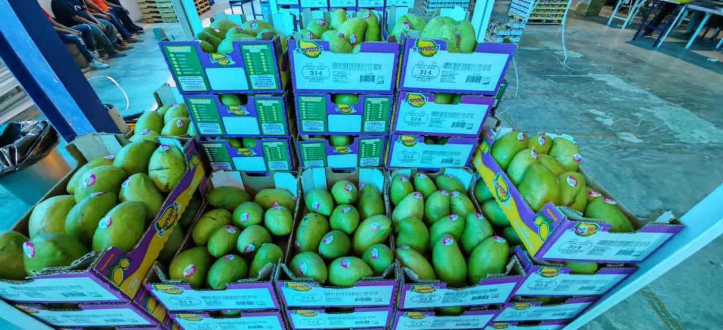 Alertan por uso de plaguicida tóxico en huertas de mango en Oaxaca. Fotos: Especiales.