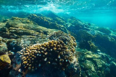 Manzanillo tendrá nuevo arrecife artificial y museo subacuático