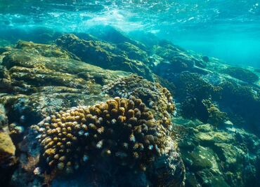 Manzanillo tendrá nuevo arrecife artificial y museo subacuático