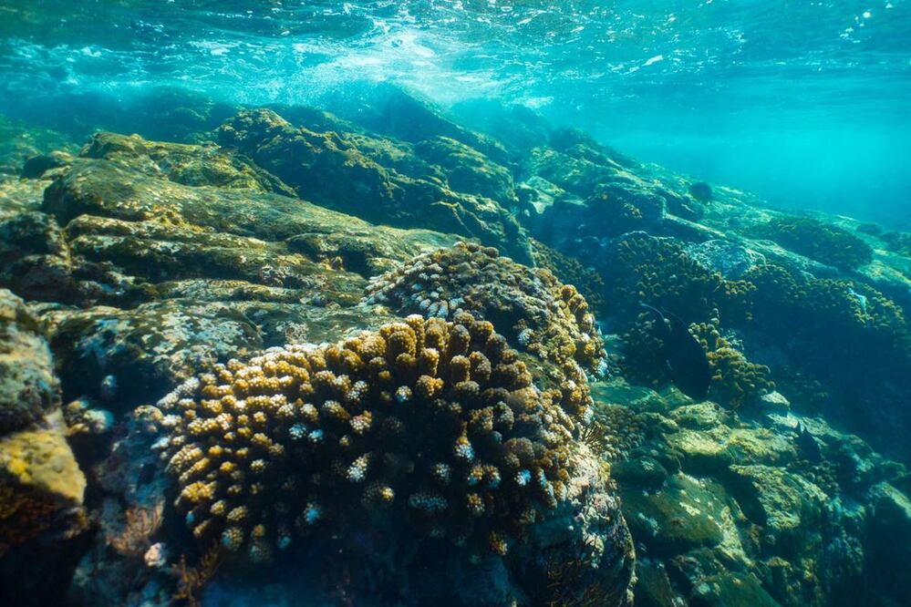 Foto: Subsecretaría de Turismo de Colima