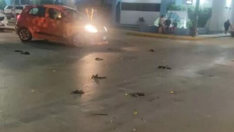 Pirotecnia provoca muerte de aves en Yucatán; también reportan la desaparición de perros
