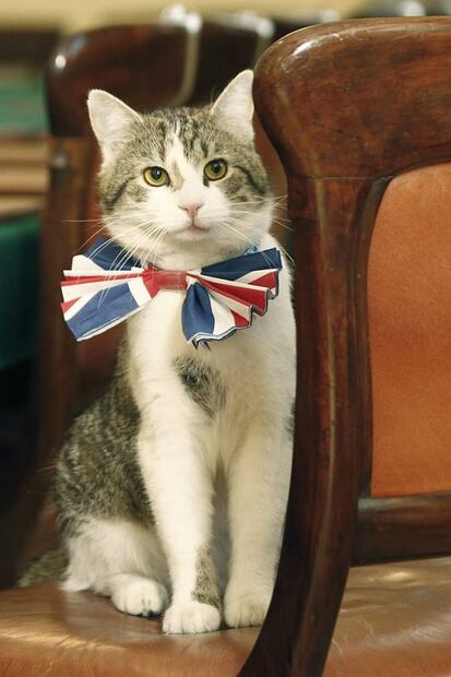 Gatos con suerte: las mascotas de políticos y millonarios que viven en palacios